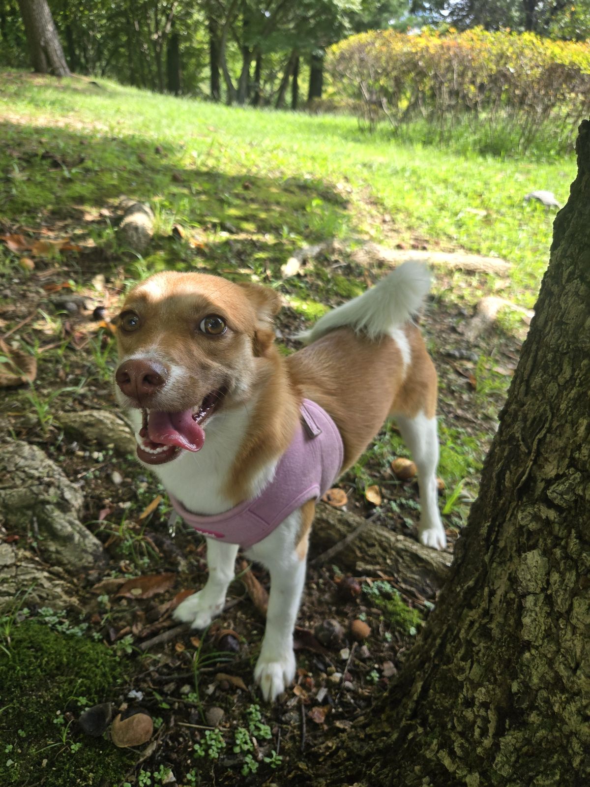 산책 나간 유키